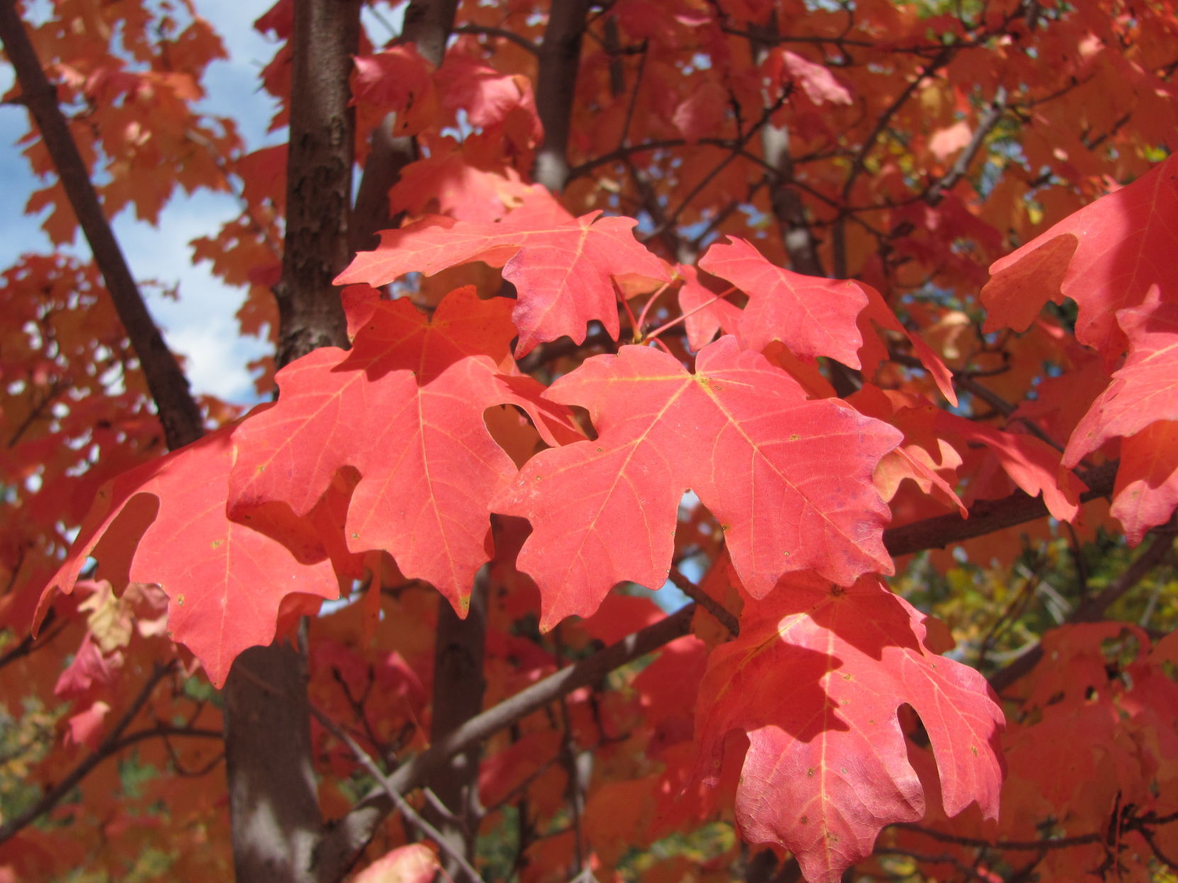 Fall colors